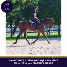 Hongre AQPS 1m70 env top cheval
