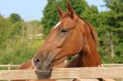 Hongre 2 ans Vidar x Cecotto’s As