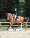 Hongre 8 ans PSG Soliman de Hus x Florestan