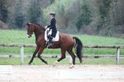 Hongre 8 ans PSG Soliman de Hus x Florestan