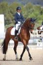 Hongre 8 ans PSG Soliman de Hus x Florestan