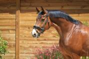 Hongre 8 ans PSG Soliman de Hus x Florestan