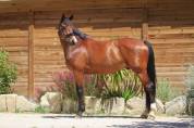 Hongre 8 ans PSG Soliman de Hus x Florestan