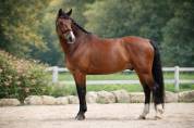 Hongre - 9 ans - PSG Soliman de Hus x Florestan