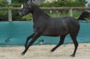 Cavalla Welsh Part Bred In vendita 2022 Grigio ,  RM Most Beautiful Boy