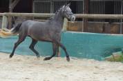 Cavalla Welsh Part Bred In vendita 2022 Grigio ,  RM Most Beautiful Boy