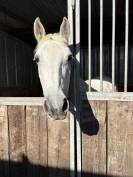Ponette d’AS 2 