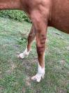 Poulain criollo 6 mois entier 