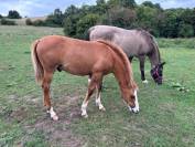 Poulain criollo 6 mois entier 