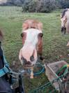 Poulain criollo 6 mois entier 