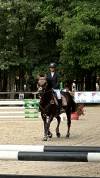 Poney de sport