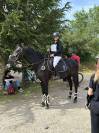 Poney de sport