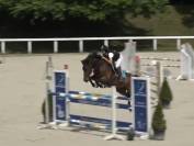 hongre sf pp( bon temperament, force,sang)