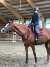 Pony francese dolce ed esperta