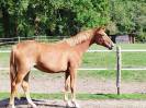 magnifique pouliche 2 ans