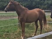magnifique pouliche 2 ans