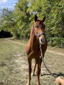 Superbe Poulain d' 1 an 1/2 SF par Pegase Van't Ruyter