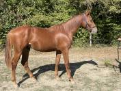 Superbe Poulain d' 1 an 1/2 SF par Pegase Van't Ruyter