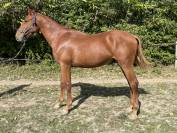 Superbe Poulain d' 1 an 1/2 SF par Pegase Van't Ruyter