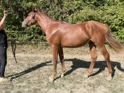 Superbe Poulain d' 1 an 1/2 SF par Pegase Van't Ruyter