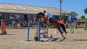 A vendre hongre 10 ans polyvalent