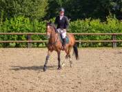 A vendre hongre 10 ans polyvalent