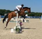 Cheval de 8 ans 