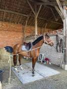 Cheval de 8 ans 