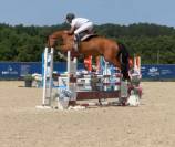 Cheval de 8 ans 