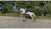 magnifique cheval