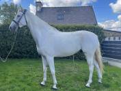 magnifique cheval