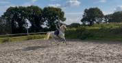 magnifique cheval