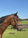 3 ans hongre holsteiner