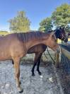 Poulain dressage X sir donnerhall
