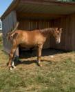 Gelding Oldenburg For sale 2024 Chesnut