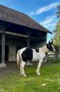 POULAIN Pie Noir de 15 mois