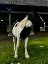 POULAIN Pie Noir de 15 mois