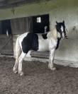 POULAIN Pie Noir de 15 mois