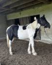 POULAIN Pie Noir de 15 mois