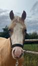 Pie palomino recherce sa famille
