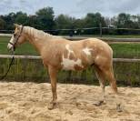 Pie palomino recherce sa famille