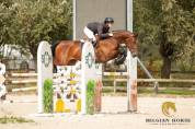 JUMENT  • 6 ans • BWP • Lector vd Bisschop x Calvaro