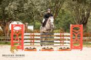 Hongre  • 5 ans • Z • Bamako de Muze x Corrado I
