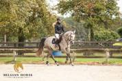 Hongre  • 5 ans • Z • Bamako de Muze x Corrado I