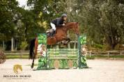 Jument  • 4 ans  • BWP  • Nono vd Withoeve x Jericho DH