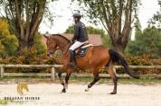 Jument  • 4 ans  • BWP  • Nono vd Withoeve x Jericho DH