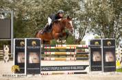 Hongre • 7 ans • - • Button Sitte x Toulon