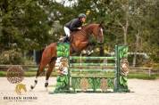 Hongre • 7 ans • - • Button Sitte x Toulon