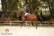 Hongre • 7 ans • - • Button Sitte x Toulon