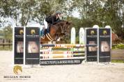 Cavalla Pony da Sella Belgio In vendita 2019 Baio